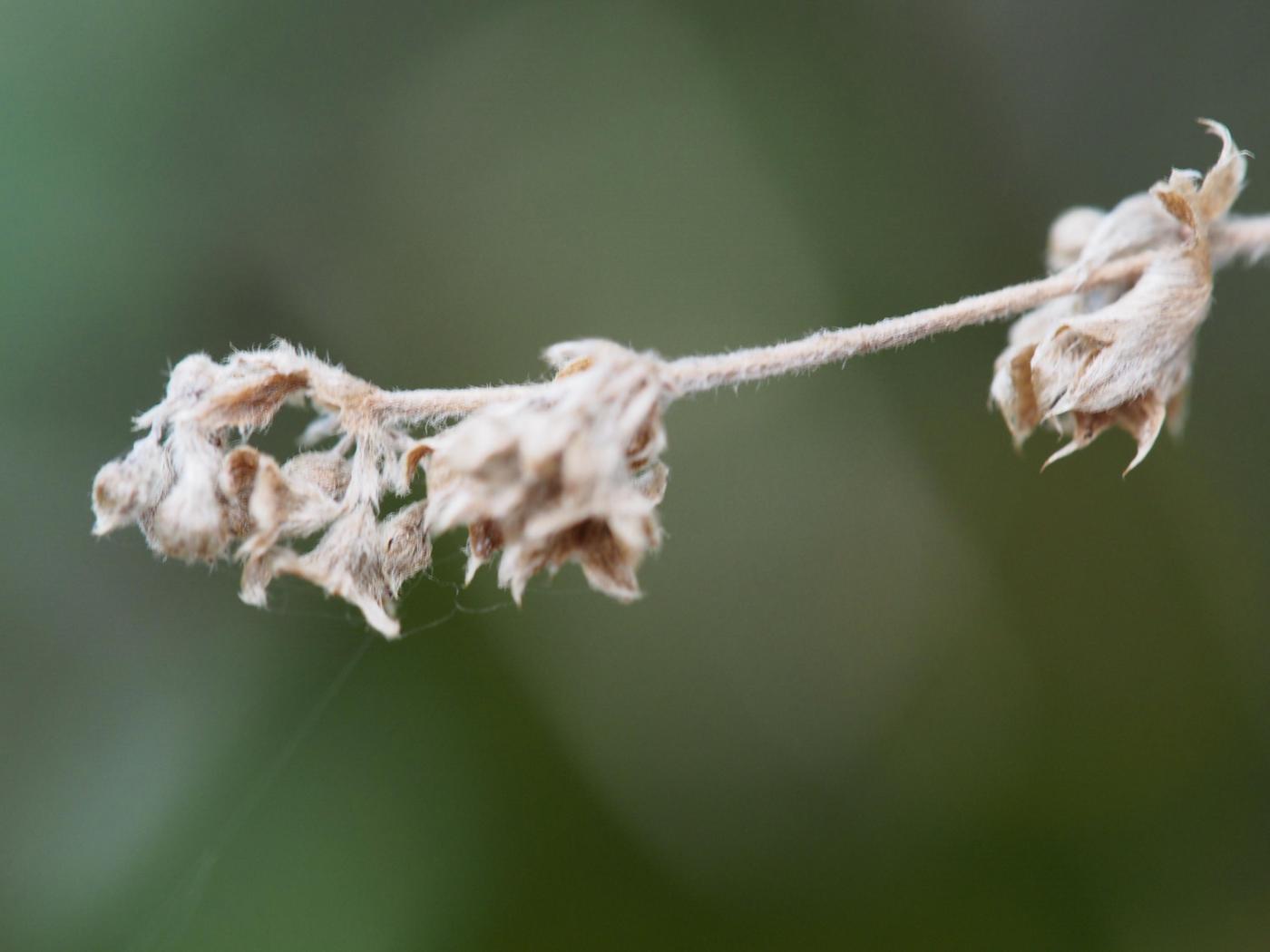 Lady's Mantle, [of the Causse] fruit